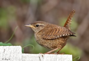 Garden Wren