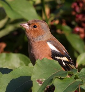 Young Male Chaffinch