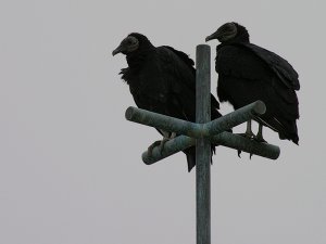 Black Vultures in Dallas, TX