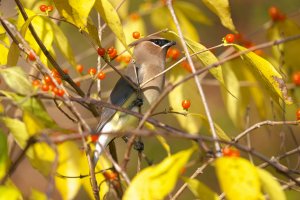 Cedar Waxwing