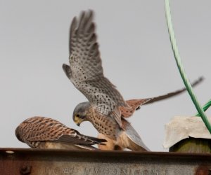 Kestrel