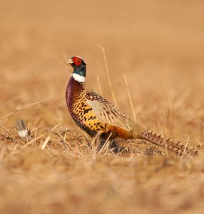 Pheasant