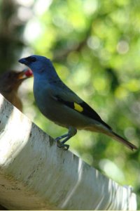 Yellow-winged Tanager