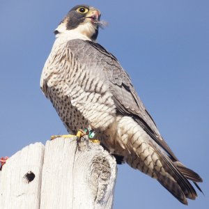 Peregrine Falcon having a meal and a view