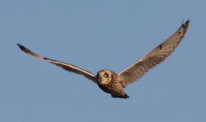 Short-eared Owl