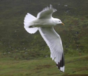 Common Gull