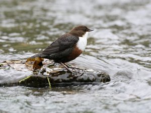 Singing Dipper