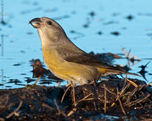 Female Common Crossbill