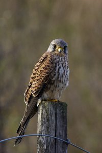 Common Kestrel