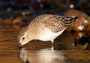 Dunlin