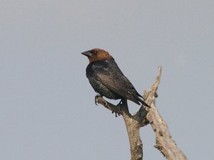 Brown-headed Cowbird in Dallas, TX