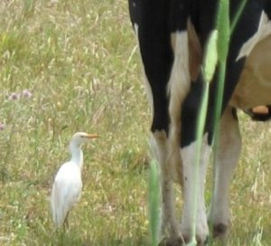 Cattle Egret