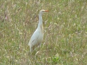 Cattle Egret