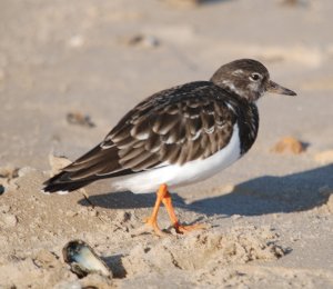 Turnstone