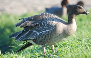 Pink footed Goose