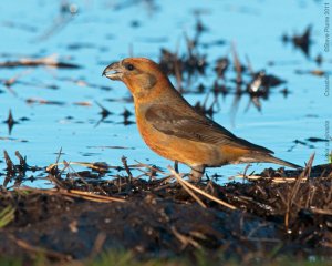 Male Common Crossbill