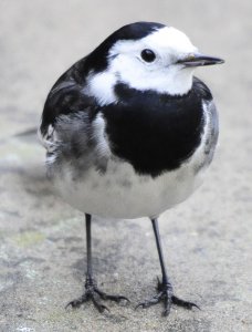 Return of the Pied Wagtail