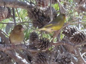 Two Greenfinches together in unison