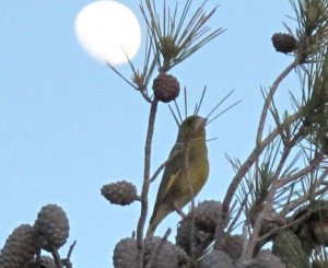 Lone Greenfinch