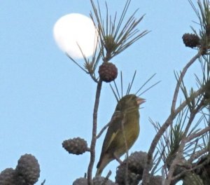 Greenfinch singing in a tree