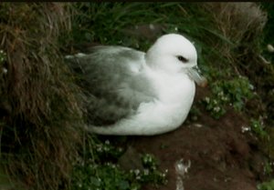 Fulmar