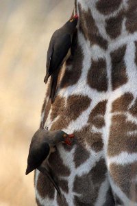 Red-billed oxpeckers - on a giraffe