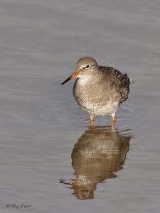 Redshank