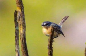 Gray-backed Tachuri   Elis Simpson.