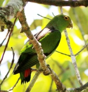 Brown-backed parrotlet  Elis Simpson. Opus