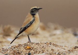 Desert Wheatear