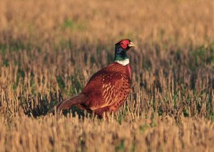 COCK PHEASANT