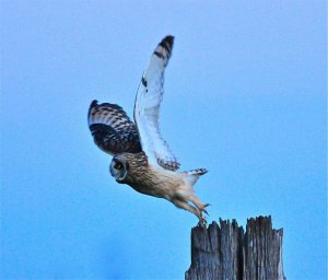 SHORT-EARED OWL TAKING OFF
