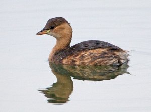 Little Grebe