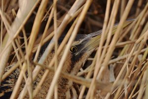 Bittern