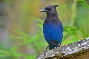 Steller's Jay