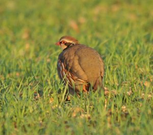 RED-LEGGED PARTRIDGE