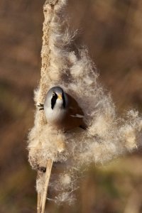 Bearded Reedling