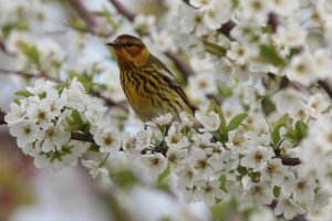 Cape May Warbler - Canada