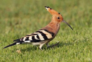 Hoopoe close-up