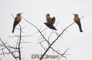 White-fronted Bee-eater x3