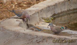 African Doves