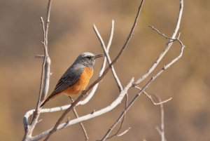 short-toed rock-thrush Monticola brevipes