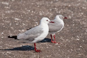 grey-headed and Hartlaub's gull