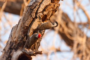 Cardinal Woodpecker, male and female