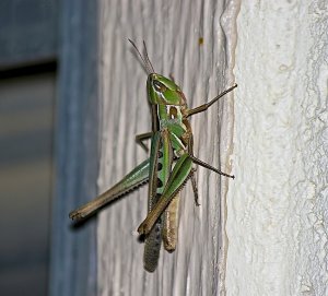 Admiral Grasshopper