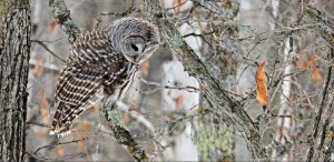 Barred Owl