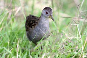 Ash-throated Crake/Porzana albicollis