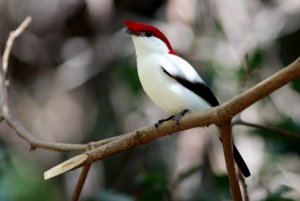 Araripe Manakin  Elis Simpson