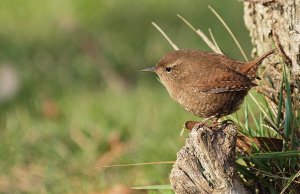 Winter Wren