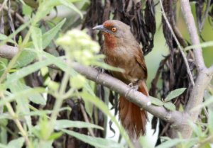 Orange-eyed Thornbird  Elis Simpson